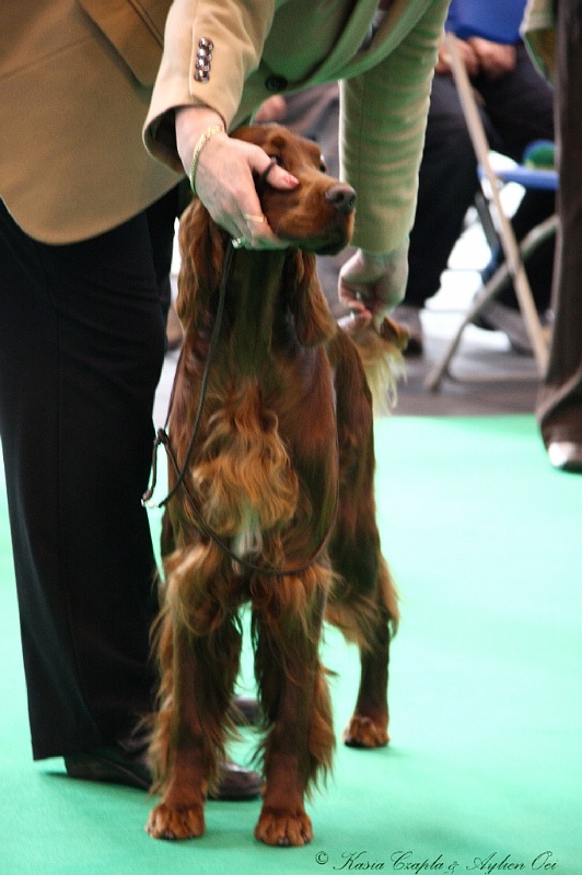 Crufts2011 175.jpg